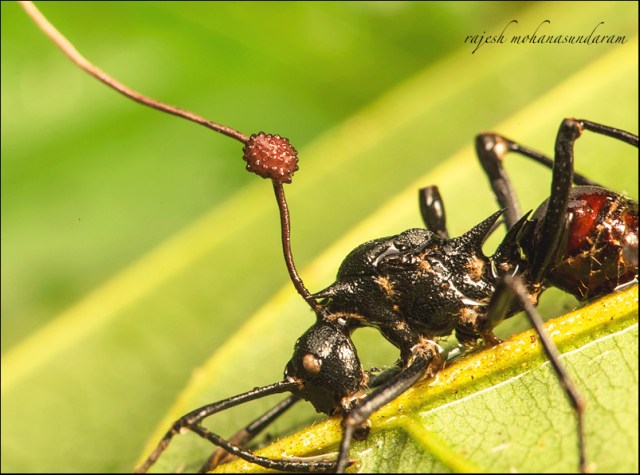 Fig 2. Another photo by tourist at Gunung Palung National Park (Credit to Rajesh mohanasundaram)