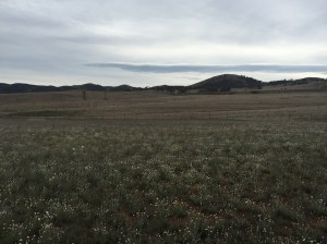 Scottsdale Reserve as a hotspot of ecological conservation studies and trials. This area is an example of successful land scalping trial that attempted to restore native plants by removing 10cm of surface soil and sow native plant seeds.