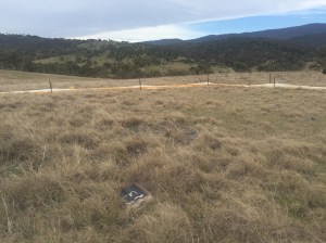 Site that is dedicated to the study of preferred habitat of Striped Legless Lizard. Tiles are placed on and away from clusters of African lovegrass.