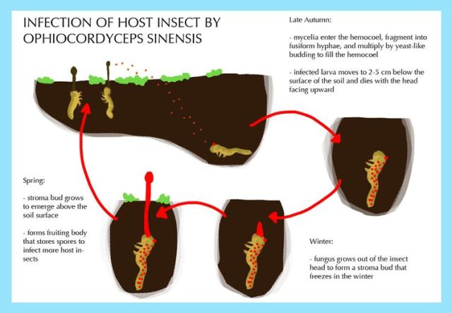 Fig 6. Zombie process in Tibet’s golden worm (Microbe Wiki).