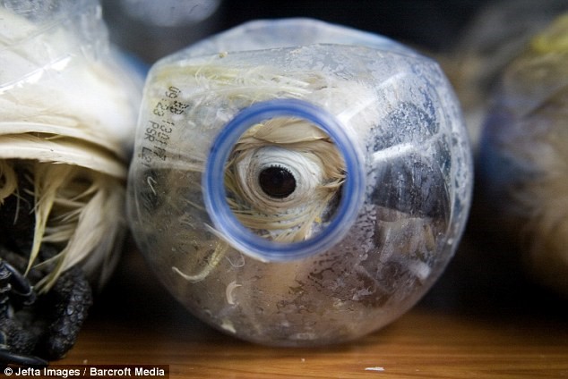 Figure 6 Endangered Yellow Crested Cockatoo jammed inside the bottles in Indonesia