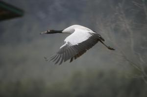 black_necked_crane