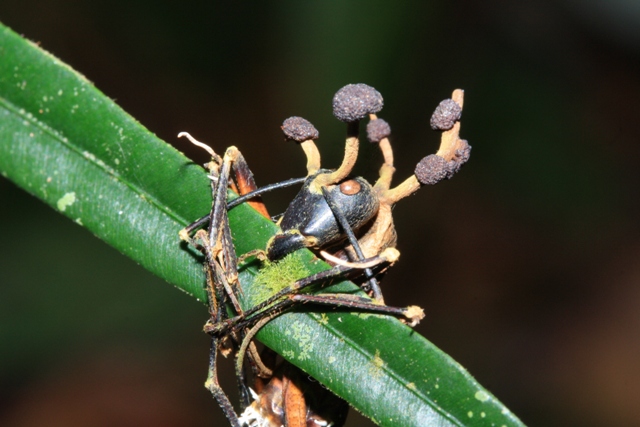 Fig 1. Dead ant with fungus at Gunung Palung National Park, West Kalimantan, Indonesia (Credit to Endro Setiawan)