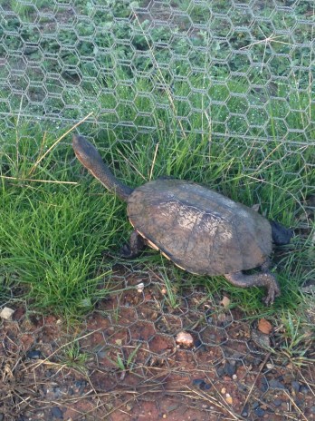 Figure 4: A turtle found trying to enter the sanctuary.
