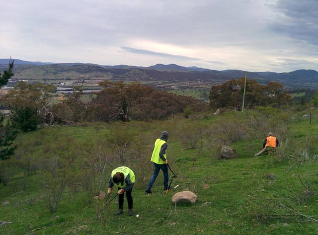Isaac Ridge Nature Reserve, a nice view were it not for the sweet briar! 