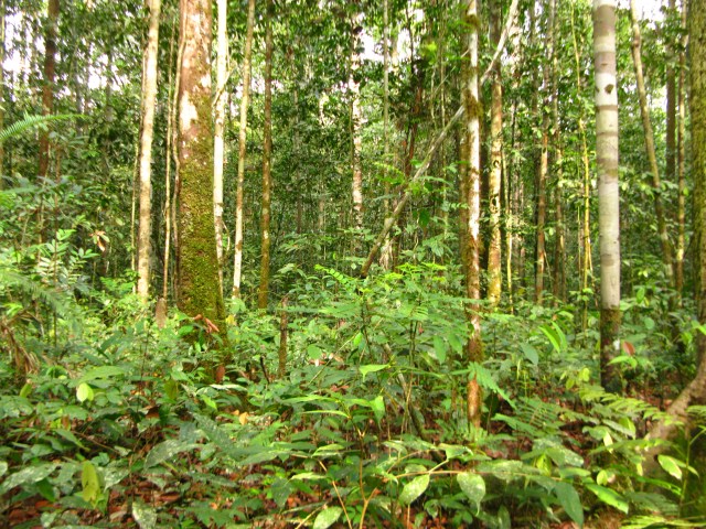 Fig 4. Undisturbed forest in the park that seems suitable for zombie process