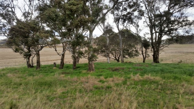Figure 4 - A stand of paddock trees with a notable absence of E. curvula.
