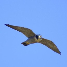 Figure 2 - The Peregrine Falcon is a common sighting at Scottsdale Reserve (Photo courtesy of Greening Australia)