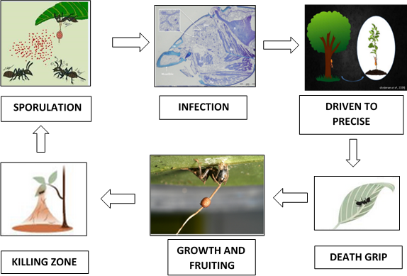 A “zombie” relationship in tropical rainforest, West Kalimantan ...