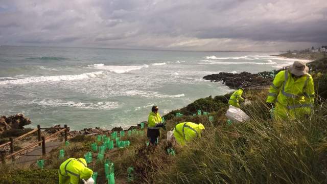 Hard at work: hand weeding along the Sorrento coast