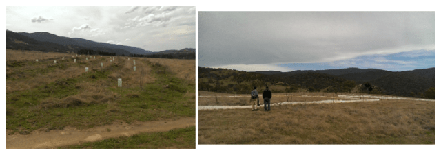 Figure 2- New transect plantings (left) and striped legless lizard relocation sites (right) within Scottsdale Reserve