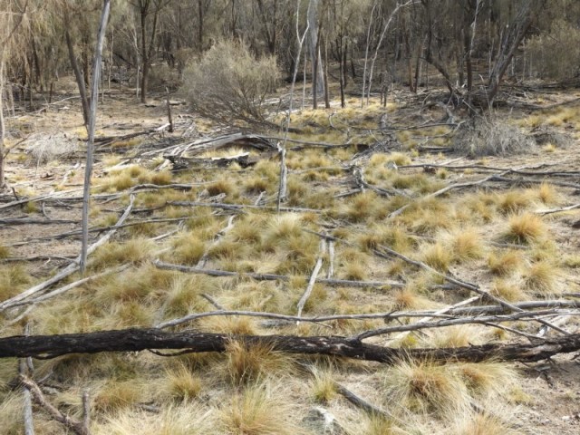 Serrated tussock infestation on Mt Majura, Canberra (Photo: Canberra Nature Map)