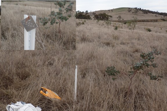 Figure 5 - Pegs and labels used to identify the monitoring transects