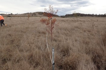 Figure 3 - A 100m transect of tree plantings being monitored for growth.