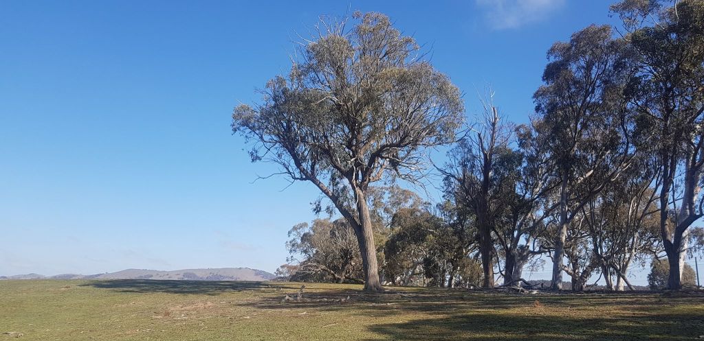 A large tree in a field

Description automatically generated