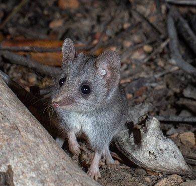 Volunteering in an Online World | Biodiversity Conservation