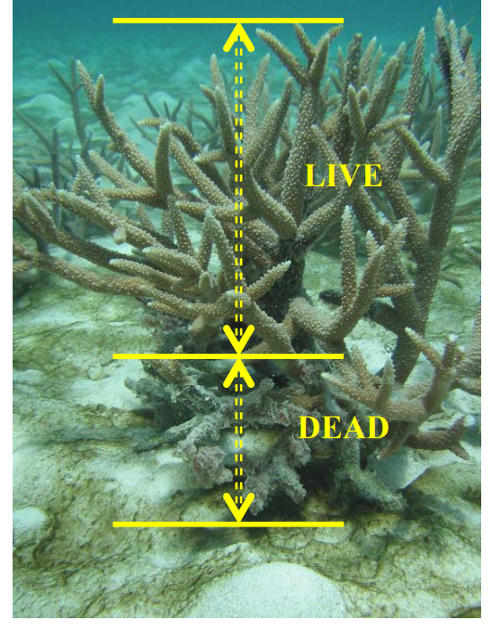 AGROBIODIVERSITY IN TUVALU – THREATS AND SOLUTIONS | Biodiversity ...