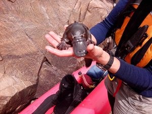 A baby Platypus rescued from a sinkhole by UMDR volunteers controlling willows. Photo Richard Swain.