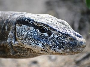 A Rosenberg's Goanna on Scottsdale. Photo Jeroen van Veen. 