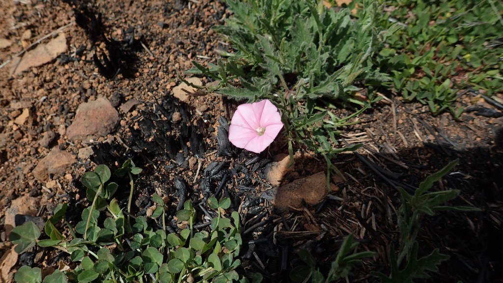 This image has an empty alt attribute; its file name is native-morning-glory.jpg