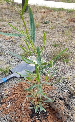 A young Broad Leaf Hopbush